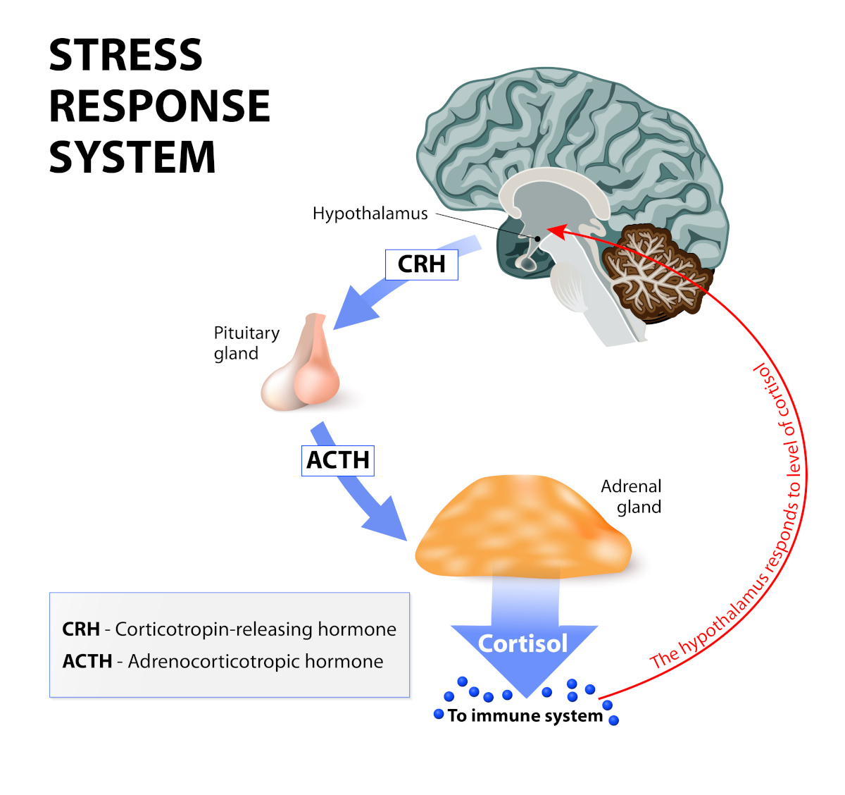 Weight Loss And Peak Performance How Hormones Play A Vital Role Peak Medical